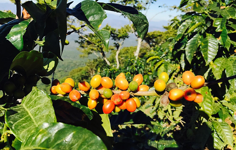 Miguel Menendez farm